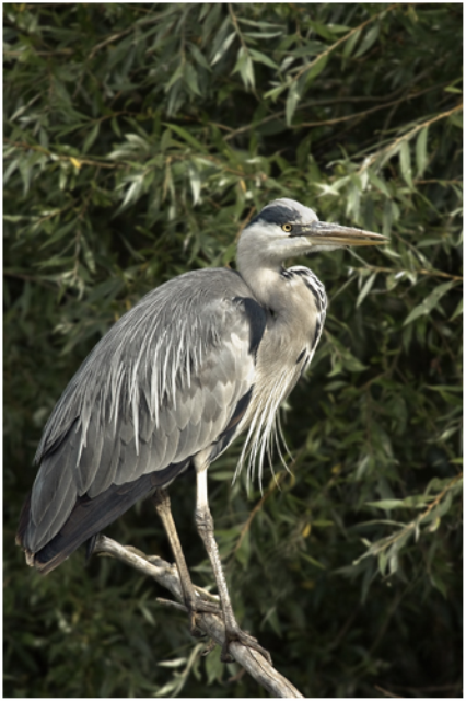 Heron On Branch